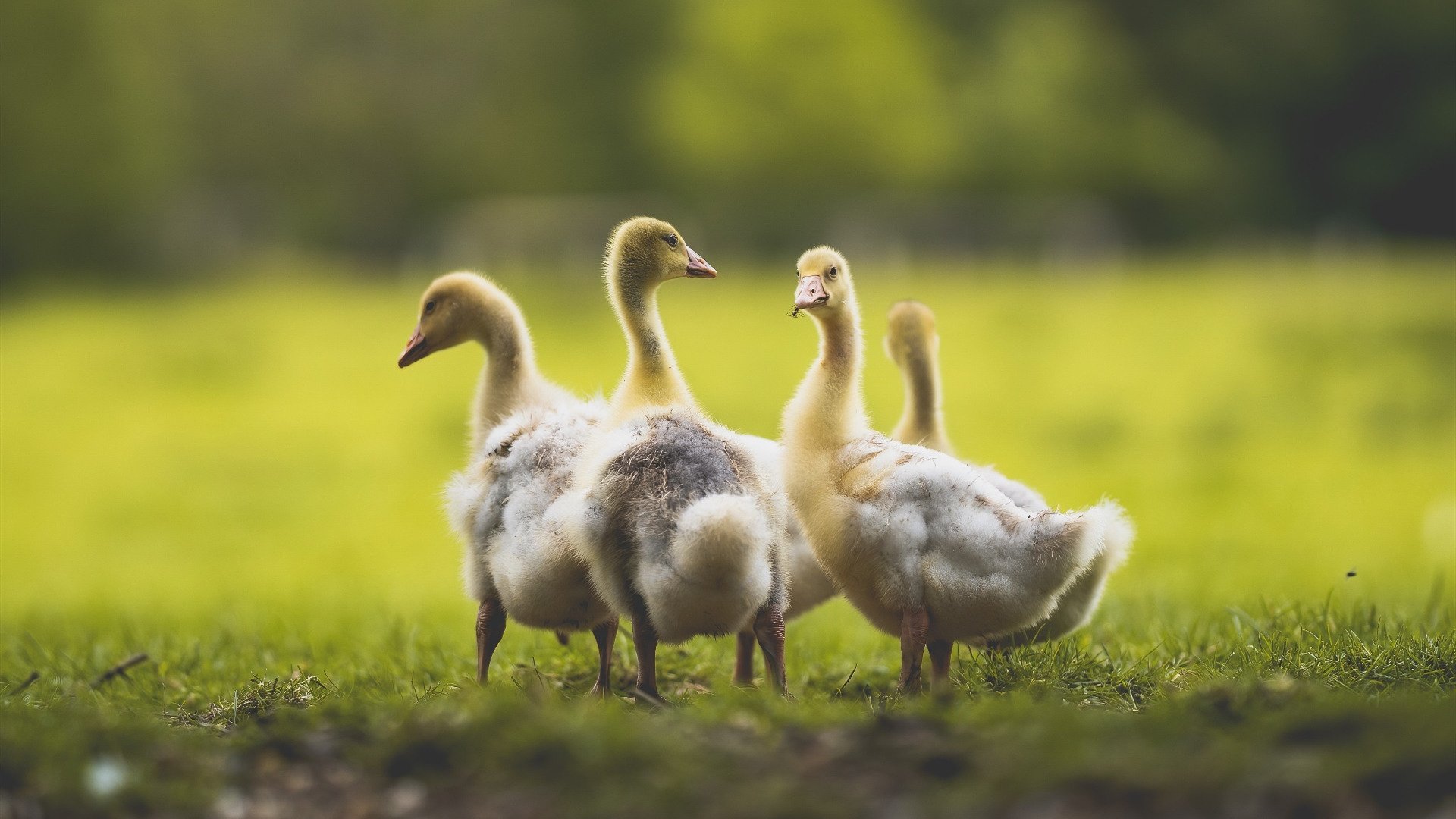 伊朗的钢铁防线与法国的一把尖刀，当整体战术遇上绝对天赋